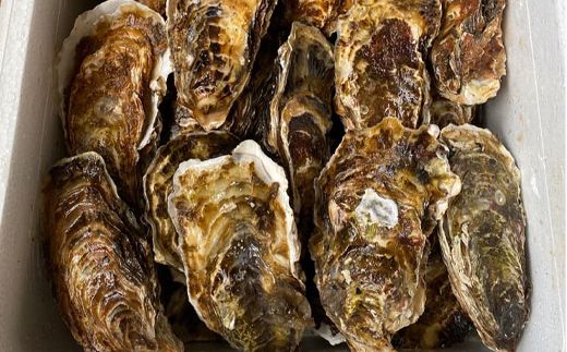 ＼先行予約／北海道 仙鳳趾名産 牡蠣 100g～149g×50コ かき漁師直送 K5-3＜出荷期間：2026年6月1日～11月末＞＜センポウシ : 釧路町の東 厚岸湾の西 カキの名産地＞ | せんぽうし 牡蠣 生食用 殻付き 牡蠣 絶品 産地直送 北海道 釧路町 釧路超 特産品　121-1267-29