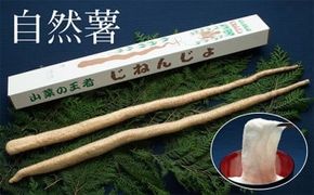 さくらブランド認証品　えみの自然薯　2本（1.5kg以上）山芋 とろろ 国産 健康 ※2023年11月下旬頃より順次発送予定◇