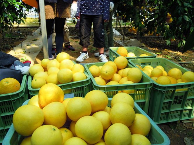国産(美浜町産)グレープフルーツオーナー制度 ◆