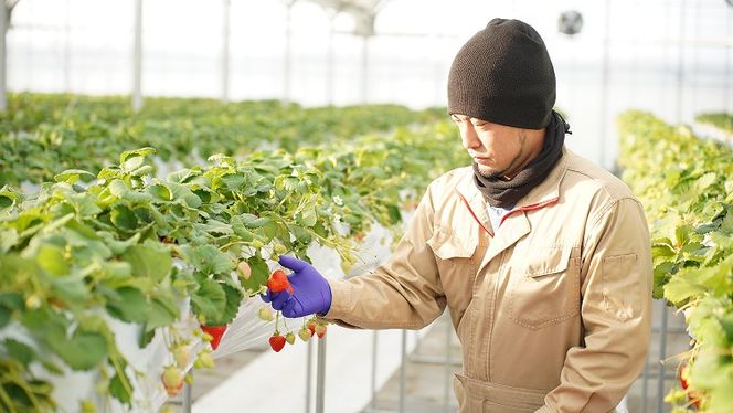 （予約受付中）【いちご定期便】（1月2月3月お届け）まるで赤いサファイア!!丹精込めた完熟いちご!! 約450g×3回 H130-013