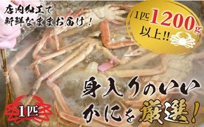 冬の旬松葉かに（山陰沖）京丹後の地元魚屋　特選茹で松葉かに　１２００ｇ以上１匹　TB00034