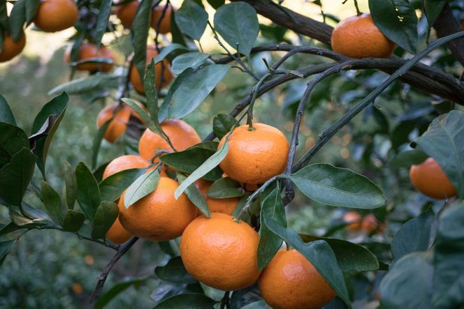 減農薬 有田みかん 5kg 家庭用 和歌山県産 DW04（和歌山県有田川町