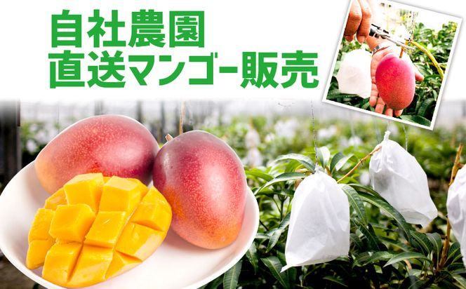 【化粧箱入】【先行受付・2026年発送】ヤマト農園 アップルマンゴー約2kg（良品）- 先行予約 沖縄県産 産地直送 南国フルーツ 旬の味覚 季節の果物 贈り物 ギフト 沖縄県 八重瀬町