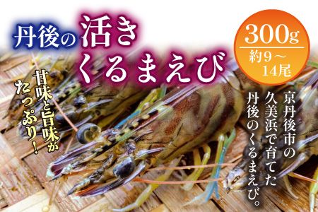 丹後の活きくるまえび 300g（9～14尾）（11月発送）　MN00051