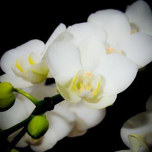 胡蝶蘭(大輪系) FAA-117