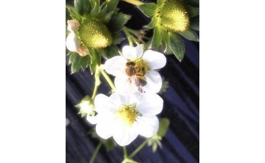 462.和歌山のいちご「大粒まりひめ」２パック(A462-2)