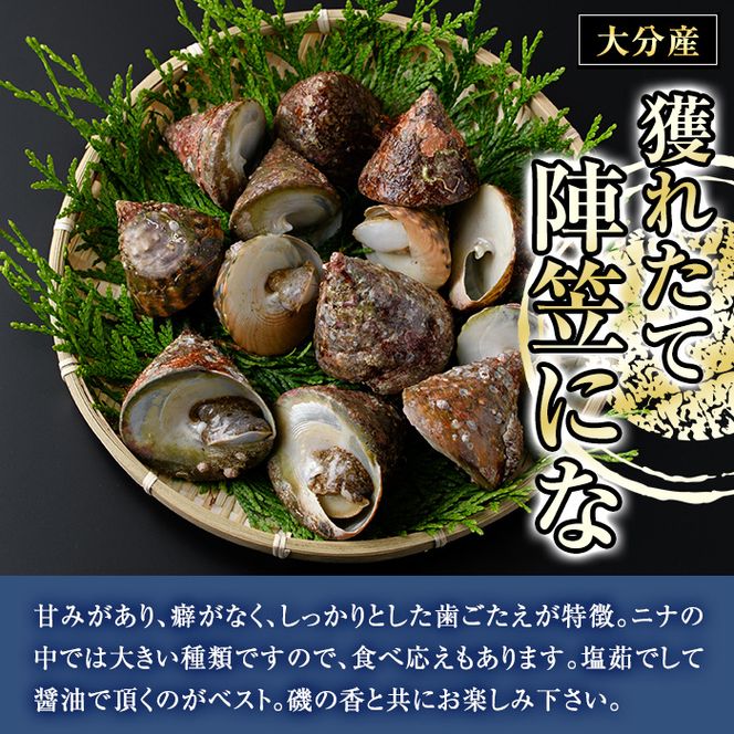 陣笠にな(約2kg) 魚介 貝 にな ニナ 酒蒸し 網焼き バター焼き バーベキュー 獲れたて 冷蔵 海の直売所 大分県 佐伯市【AS84】【海べ (株)】