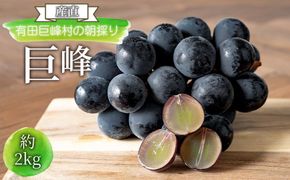 [産直]有田巨峰村の朝採り巨峰　約2kg★2025年８月中旬頃より順次発送    BZ001