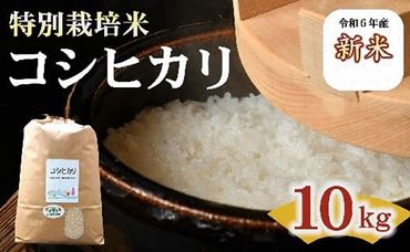 【1.6-31】コシヒカリ（特別栽培米）10kg