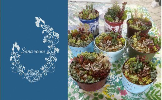 自分で植える多肉植物Aセット※セダム系苗・ピンセットなし