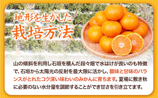 【先行予約】みかん 高級ブランド 田村みかん 5kg 株式会社魚鶴商店《11月下旬-2月上旬頃出荷(土日祝除く)》和歌山県 日高町 柑橘 フルーツ くだもの 果物---wsh_uot92_11g2j_25_17000_5kg---