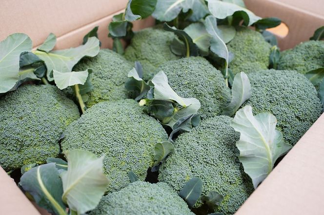 【収穫当日に発送します】豊かな大地“へきなん”から贈る ブロッコリー約11本【期間限定】 H139-022