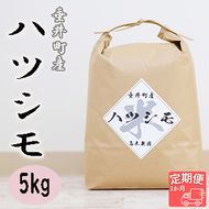 AO-8a 【3か月定期便】岐阜県産ハツシモ5kg