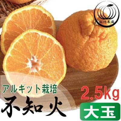 アルギット 不知火 約2.5kg 大玉 サイズ（8～9玉）| 先行予約 不知火 デコ みかん 甘い おいしい ジューシー 完熟 期間限定 数量限定 フルーツ 果物 柑橘 人気 おすすめ 高級 こだわり ギフト 旬 お取り寄せ 送料無料 和歌山 有田川町     DT014