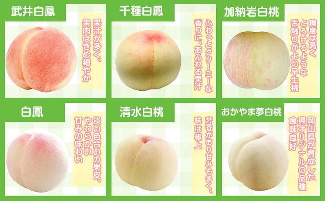 【先行予約】 岡山県産 岡山白桃  6玉 (240g以上) 【配送不可地域あり】 《7月上旬-8月下旬頃出荷》 岡山県 矢掛町 桃 もも 白桃 果物---osy_chbf3_ak7_26_23000_6---