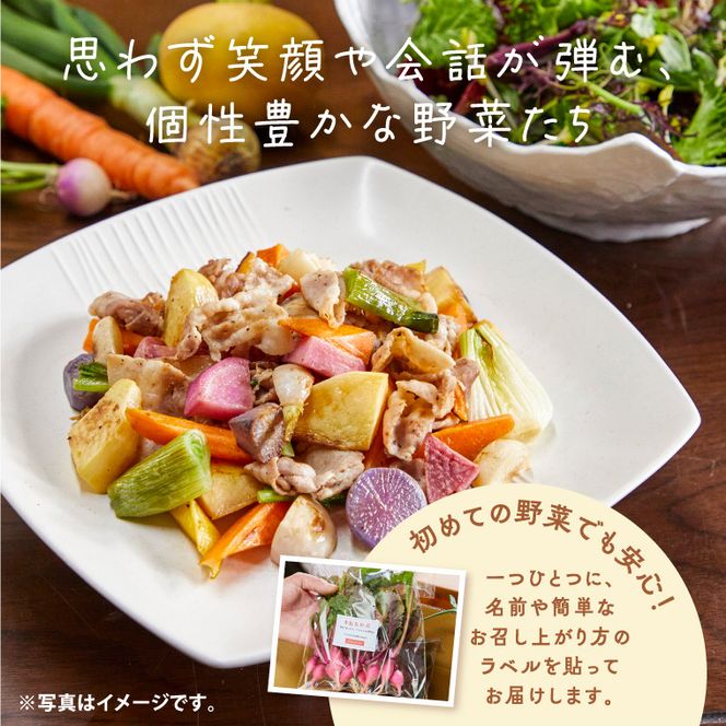 A-229 季節の旬野菜 10品 おまかせセット（農薬・化学肥料不使用）《45日以内に出荷予定(土日祝除く)》