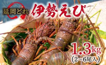  延岡どれ伊勢えび 　1.3kg （2023年10月発送開始）　N017-ZD001
