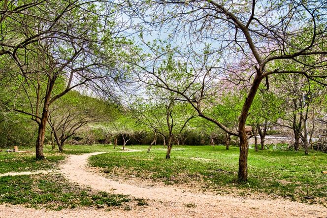 ～ソロキャンパーにおすすめ～キャンプ場1名様一泊券 [Ogawa Plum Garden for campers 埼玉県 小川町 140] キャンプ ソロキャンプ ソロキャン 1名 グランピング 1泊 宿泊券 旅行 チケット