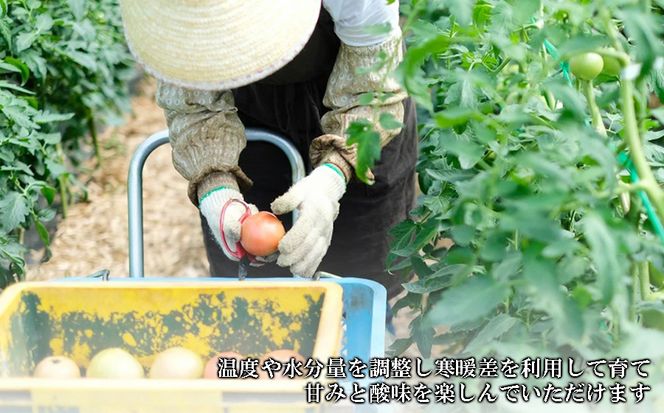 【極濃搾り】曽爾高原特産トマトの無添加100％トマトジュース（大）1ダース