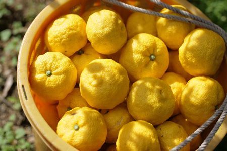 【定期便(年4回)】　山神果樹薬草園　柑橘リキュール2本とジュースまたはコーディアルのセット