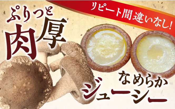 肉厚 生椎茸 【優品】15枚セット / 生しいたけ 生シイタケ きのこ キノコ 茸 / 南島原市 / サンエスファーム [SBX003]