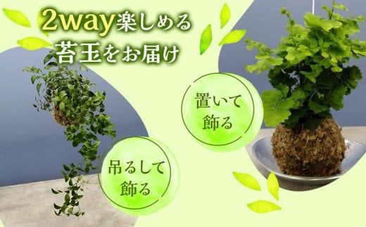 観葉植物 苔玉 2個セット (品種おまかせ)_M238-003（宮崎県宮崎市