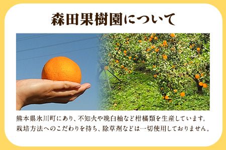 森田果樹園の不知火 5kg《2月中旬-4月下旬頃出荷》森田果樹園 果物 フルーツ 柑橘 熊本---sh_morisira_k24_24_19000_5kg---