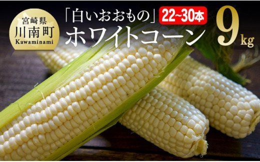 y{茧쒬zyߘa8Nz񂿂̃XC[gR[úizCgR[jv9kg y s\ ʌ Ԍ Ƃ낱 XC[gR[ 2026N st {茧Y BY z [C06506]