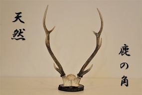 天然ニホンジカの角 オブジェ(土台付き) 【配送不可地域あり】※離島不可 一般財団法人さなごうち 《90日以内に出荷予定(土日祝除く)》| インテリア 鹿 角 つの オブジェ 飾り インテリア 装飾 徳島県 佐那河内村---sanagouchi_izs_36_1k---
