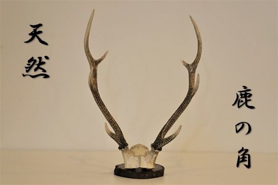 天然ニホンジカの角 オブジェ(土台付き) ※離島不可 一般財団法人 天然ニホンジカの角 オブジェ(土台付き) ※離島不可 一般財団法人