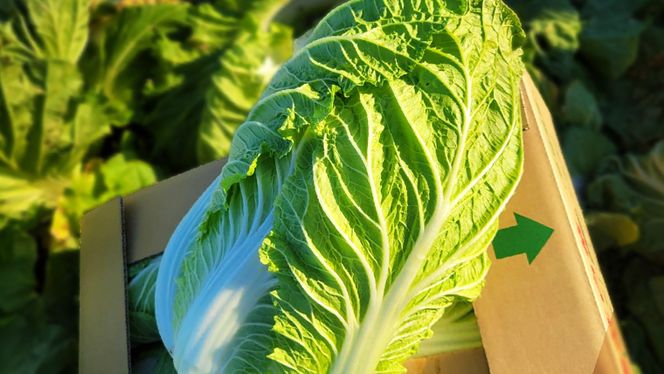 【11月中旬より発送】 茨城県 八千代町産 白菜 はくさい 1箱 （ 4玉 ） 10kg 以上 生産量 日本一 農家直送 期間限定 ハクサイ 鍋 冬野菜 野菜 やさい 旬 ふるさと納税 6000円 八千代町 茨城 [AV009ya]