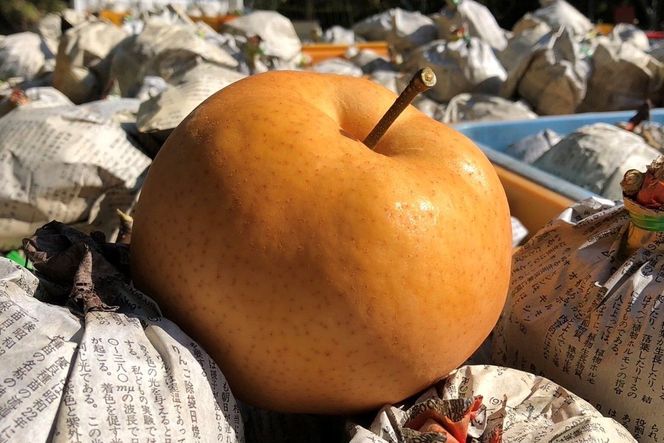 【先行予約／数量限定50】【訳あり】愛宕梨 優品 5kg（5～12玉入り）（2025年11月下旬～発送）　SF00025