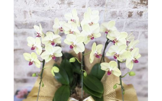 C008 ☆金賞受賞☆超希少！イエロー胡蝶蘭’日の出’小 ミディサイズ（3本立）