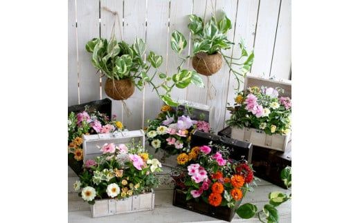 D015 花うるるのおまかせ寄せ植え「トレジャーBOX」Sサイズ～季節の花をアレンジ