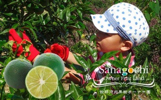 令和8年度果樹オーナー権(すだち)[30日以内順次出荷予定(土日祝除く)]---sanagouchi_sko_7_1k---