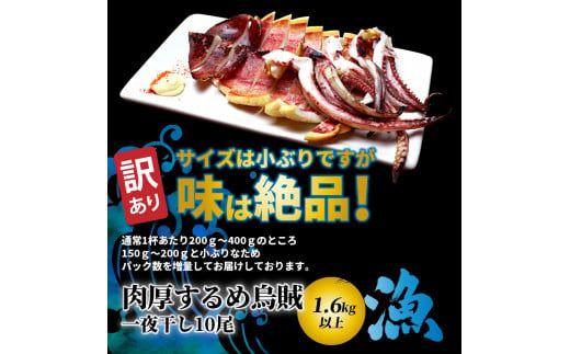 【訳あり】絶品！肉厚するめ烏賊一夜干したっぷり10尾（1.6kg以上） _1836R