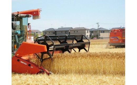 【乾麺】碧海の恵み ひやむぎ 愛知県 徳用セット3.75kg(250g×15袋) H008-228