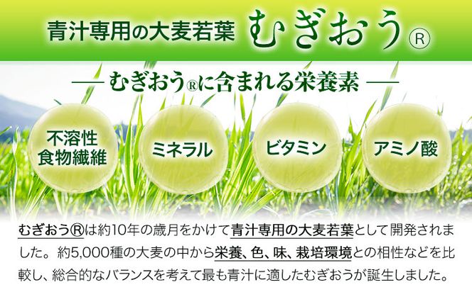 	緑効青汁 mini 1箱 3.5g×30袋《30日以内に順次出荷(土日祝除く)》 熊本県 菊池郡 大津町産含む 大津町 大麦若葉 青汁 むぎおう 使用 健康 ロングセラー お試し ---so_tysyaojiru_30d_23_14500_30p---