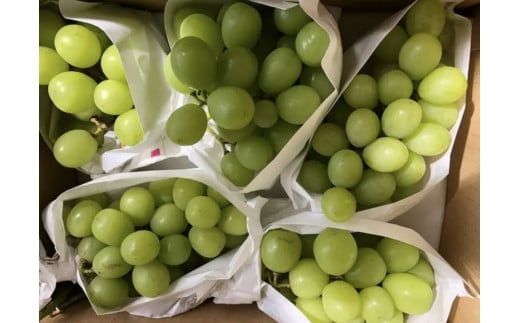 【2026年発送分 先行予約】【訳あり】シャインマスカット  1.8kg～2kg (3～6房) 【8月下旬以降発送予定】 訳アリ 訳あり品 シャイン マスカット ぶどう ブドウ 葡萄 徳用 家庭用 ご家庭用 旬 新鮮 約2kg 約1.8kg 約1.9kg くだもの 果物 フルーツ 山梨 やまなし 富士川町
