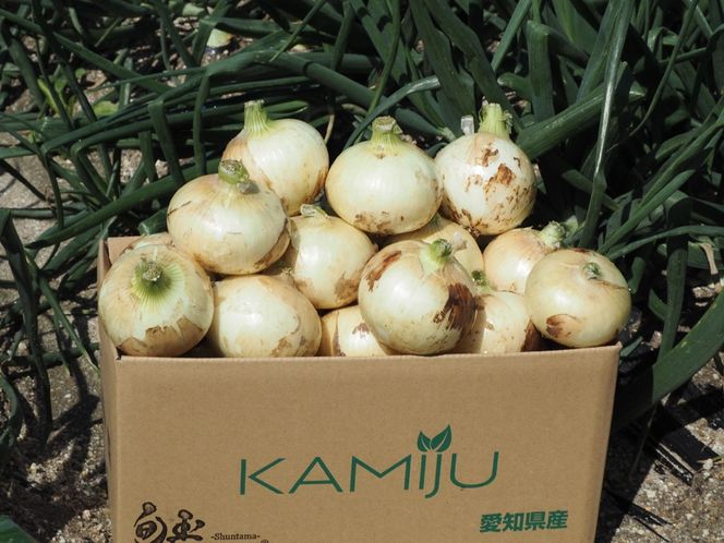 (2026年発送)訳あり 新玉ねぎ 生がおいしい 神重農産のブランド玉ねぎ「旬玉」7kg ブランド玉ねぎ 玉ねぎ 国産 愛知県産 野菜 やさい 農家直送 畑直送 旬 期間限定 たまねぎ 先行予約 旬 特産 高評価 高リピート 人気 H105-150