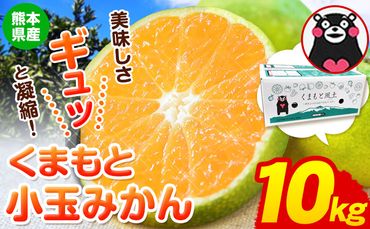  訳あり みかん くまもと小玉みかん 約 10kg (10kg×1箱)  蜜柑 小玉 旬 不揃い 傷 ご家庭用 SDGs 小玉 たっぷり 熊本県 産 S-3Sサイズ フルーツ 旬 柑橘 長洲町 温州みかん《9月中旬-10月下旬出荷》---fn_nkomikan_k9_24_8500_10kg---