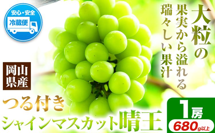 岡山県産シャインマスカット(晴王)(1房580g以上 2房入り)(令和7年産先行受付)[9月上旬‐10月下旬頃出荷] 葡萄 ぶどう ブドウ マスカット シャインマスカット 種無し フルーツ 獲れたて[配送不可地域あり]---H-29a---