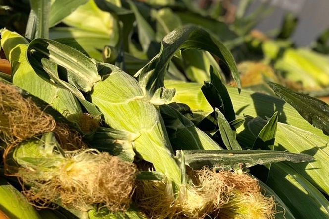 CE280【令和8年度出荷分】 5月下旬から出荷！ 朝どれ スイートコーン L×5本セット(1.8kg入) ～名水百選の里 島原産～