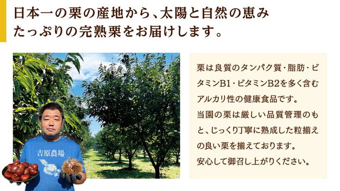 【 吉原農場 の 完熟栗 】 熟成 生栗 1kg Lサイズ ・ 焼き栗 2袋 セット 完熟 栗 くり クリ 栗ごはん 贈答 ギフト 果物 フルーツ 数量限定 旬 秋 冬 正月 おせち [CX006ci]