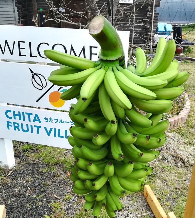 超希少！国産完熟バナナ（モッチリ系の品種）たっぷり3kg すぐ食べられる状態でお届け！