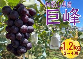 【先行予約】巨峰3～4房 1.2kg   2025年8月下旬発送開始 朝採れ 新鮮 減農薬　和歌山県　巨峰村　農園直送 BA43