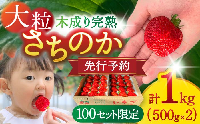 [先行予約/2026年1月中旬より順次発送]さちのかいちご 500g×2パック 計1kg イチゴ フルーツ 果物 愛西市 / 平野苺[AEAY001]