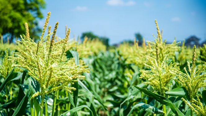 【 先行予約 2026年6月下旬以降発送 】【 令和8年産 】【 訳あり 】 朝採り とうもろこし ピュアホワイト 約6kg トウモロコシ スイートコーン 野菜 産地直送 期間限定 規格外 不揃い 傷 ふるさと納税 7000円 ワケアリ 訳アリ [AX061ya][SZRY]