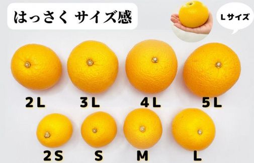 八朔 訳あり それでも 有田の八朔  (はっさく) 箱込 5kg (内容量約 4.4kg) サイズミックス B品 和歌山県産  産地直送【おまけ付き】【みかんの会】 AX242