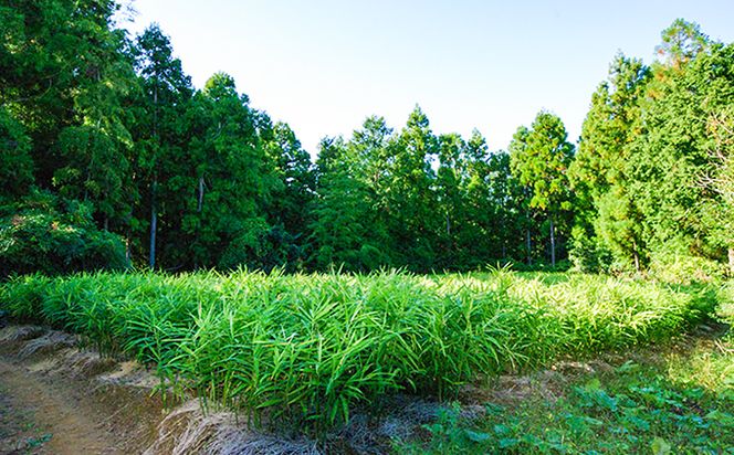 刈谷農園の有機生姜1kg(有機JAS認定取得）